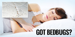 Treatment For Bed Bugs